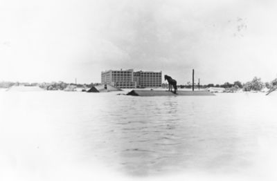 Flooded Homes Near Downtown Fort Worth in 1949 Flood of Trinity River
Flooded homes near downtown Fort Worth in the 1949 Flood of the Clear Fork of the Trinity River. Montgomery Wards department store is seen in the distance. A horse is on one of the rooftops.

Flooded Homes Near Downtown Fort Worth in 1949 Flood of Trinity River, Photograph, n.d.; digital image, (http://texashistory.unt.edu/ark:/67531/metapth27968/ : accessed June 19, 2013), University of North Texas Libraries, The Portal to Texas History, http://texashistory.unt.edu; crediting Tarrant County College NE, Heritage Room, Fort Worth, Texas.
