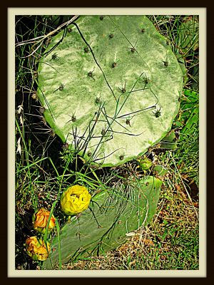 Prickly pear cactus blossoms waiting for the sun, Jerome Street, 2013 Photo by Jim Peipert
