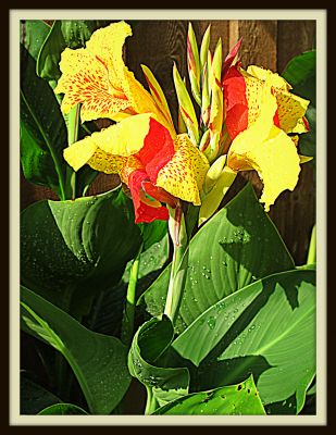 Canas in bloom, Jerome Street, 2013 Photo by Jim Peipert
