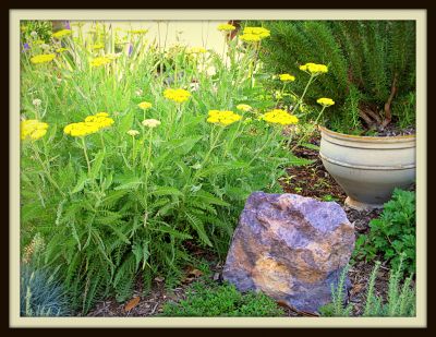 Curbside garden, Mistletoe Boulevard, 2013 Photo by Jim Peipert 
