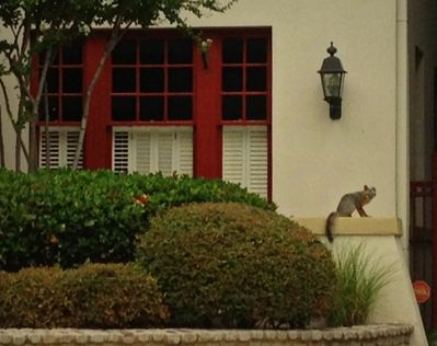 Gray fox on Mistletoe Drive, July 27, 2013
Photo by Meralen Tyson 
