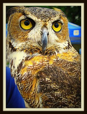 Horned owl from the Fort Worth Zoo, 2013 
Photo by Jim Peipert
