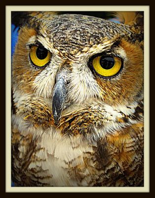 Horned owl from the Fort Worth Zoo, 2013 
Photo by Jim Peipert
