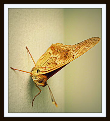 Front porch moth, 2217 Harrison Ave., 2013
Photo by Jim Peipert
