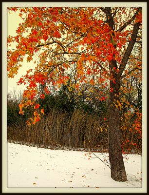 Autumn leaves in snow, 2013
Photo by Jim Peipert
