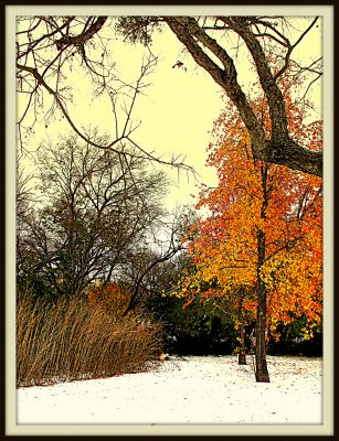 Autumn leaves in snow 2, 2013
Photo by Jim Peipert
