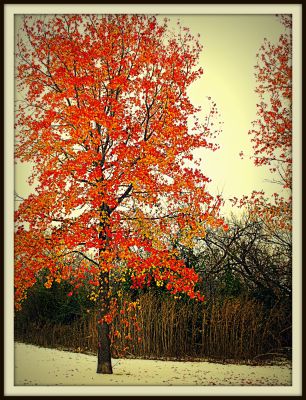 Autumn leaves in snow 4, 2013
Photo by Jim Peipert
