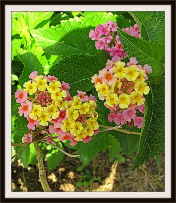 Lantana, Jerome Street, 2013
Photo by Jim Peipert
