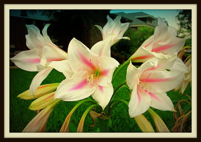 Lilies, Mistletoe Boulevard, 2013
Photo by Jim Peipert
