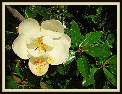 Magnolia blossom, Jerome Street, 2013 Photo by Jim Peipert
