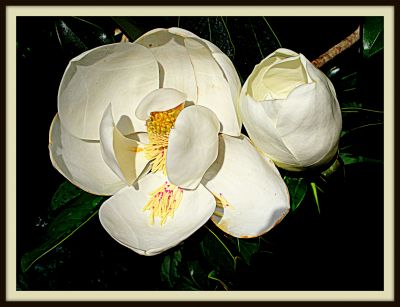 Magnolia blossoms, Jerome Street, 2013 Photo by Jim Peipert
