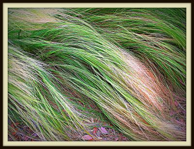 Mexican feathergrass, Newby Park, 2013 Photo by Jim Peipert
