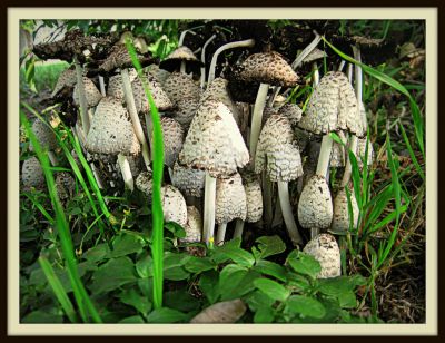 Mushrooms after a rain, Newby Park, 2013 Photo by Jim Peipert
