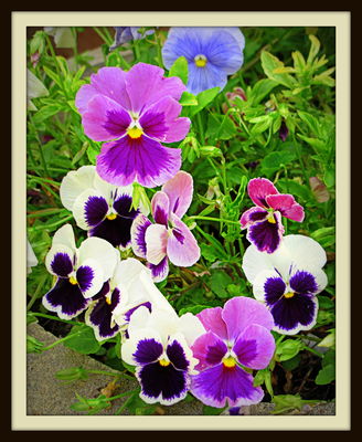 Pansies, Jerome Street, 2013
Photo by Jim Peipert
