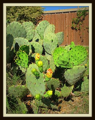 Prickly pear cactus abloom, Jerome Street, 2013 Photo by Jim Peipert
