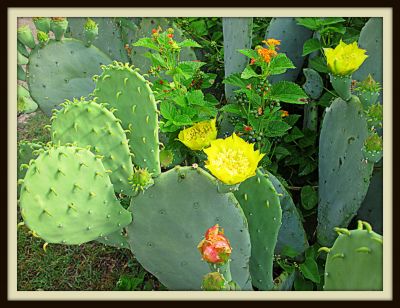 Prickly pear cactus with blossoms, Jerome Street, 2013 Photo by Jim Peipert
