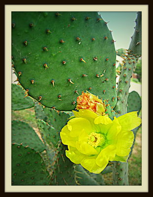 Prickly pear cactus with yellow blossom, Newby Park, 2013
Photo by Jim Peipert
