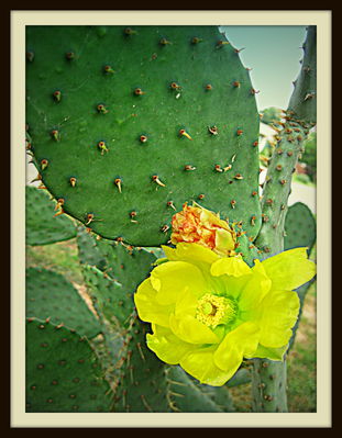 Prickly pear cactus with yellow blossom, Newby Park, 2013
Photo by Jim Peipert
