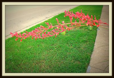 Red yucca, Jerome Street, 2013 Photo by Jim Peipert
