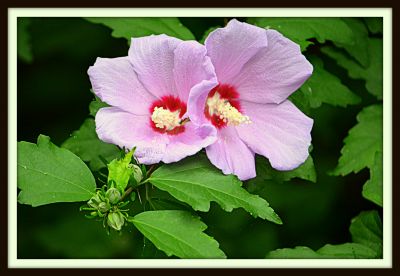 Rose of Sharon, back yard, 2217 Harrison Ave., 2013 Photo by Jim Peipert
