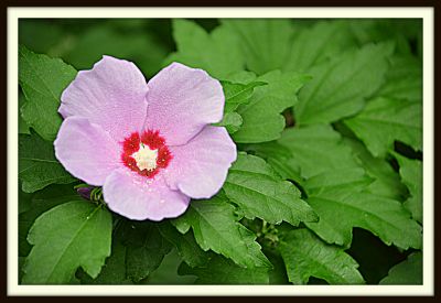 Rose of Sharon, back yard of 2217 Harrison Ave., 2013 Photo by Jim Peipert
