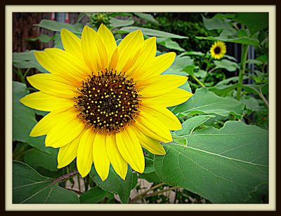 Sunflower, Jerome Street, 2013 Photo by Jim Peipert
