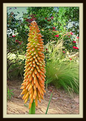 Torch flower, Newby Park, 2013 Photo by Jim Peipert
