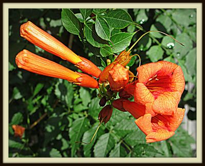 Trumpet vine, Jerome Street, 2013 Photo by Jim Peipert
