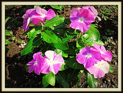 Vincas, Newby Park, 2013 Photo by Jim Peipert
