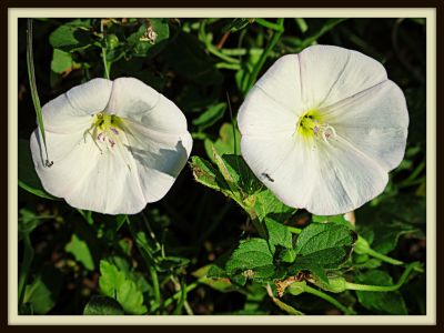 Morning glories, with ants, Newby Park, 2013 Photo by Jim Peipert
