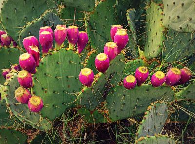 Prickly pear cactus with tunas, Jerome Street, 2013 Photo by Jim Peipert
