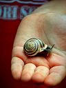 A_snail_in_hand2C_2013.JPG