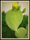 Blossoming_prickly_pear_cactus2C_Fort_Worth2C_2013.JPG