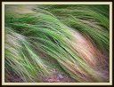 Mexican_feathergrass2C_2013.JPG