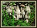 Mushrooms_after_a_rain2C_Fort_Worth2C_2013.JPG