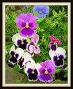 Pansies2C_Jerome_Street2C_2013.JPG