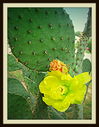 Prickly_pear_cactus_with_yellow_blossom2C_Newby_Park2C_2013.JPG