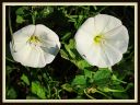 White_primrose2C_with_ants2C_Fort_Worth2C_2013.JPG