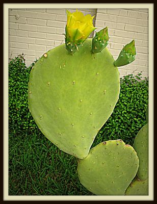 Prickly pear cactus with blossom, Jerome Street, 2013 Photo by Jim Peipert
