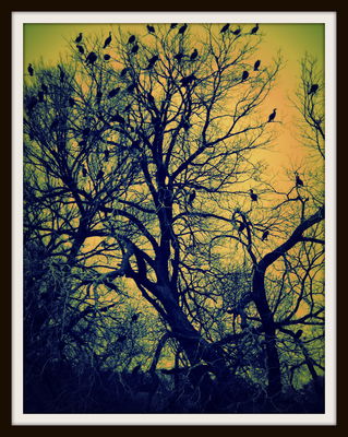 Migrating cormorants roosting on the Trinity River, 2012
Photo by Jim Peipert
