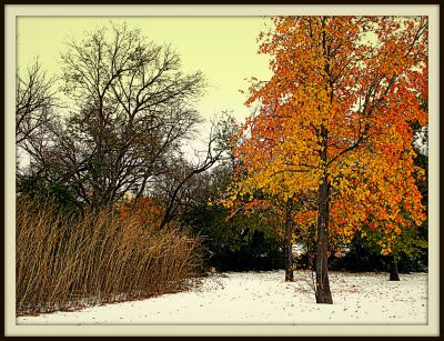 Autumn leaves in snow 3, 2013
Photo by Jim Peipert
